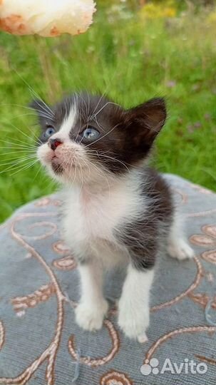 1,5-месячные котятки ищут дом