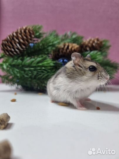 Джунгарский хомяк