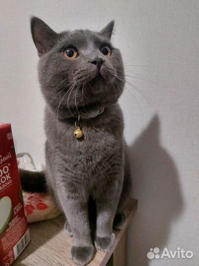 Кот ищет кошечку