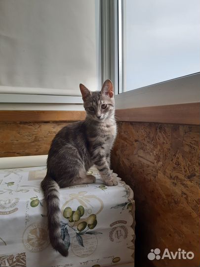 Отдам в хорошие руки котенка