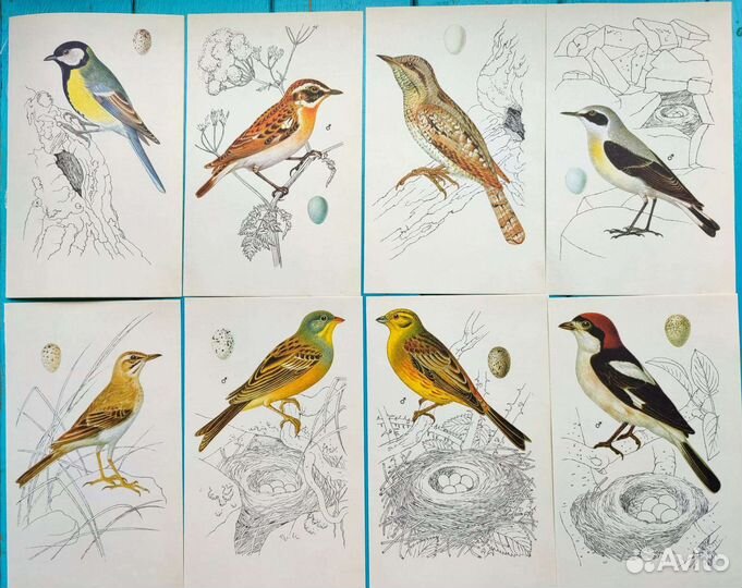 Иллюстрации птиц картинки