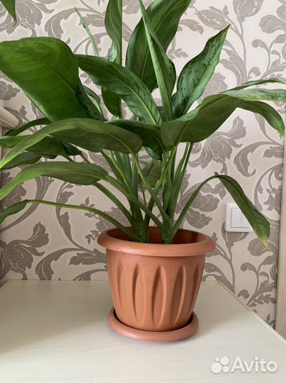 Аглаонема сильвер