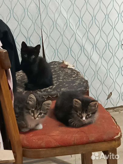 Отдам котят в добрые руки