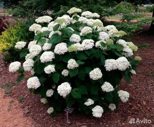 Рассада цветов