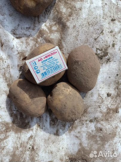 Продажа Домашнего Картофеля