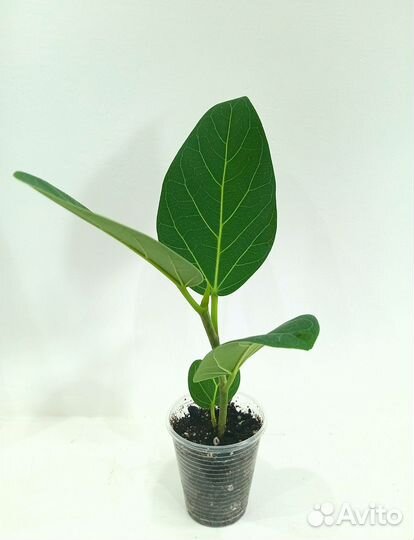 Фикусы сортовые