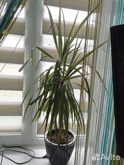 Драцена маргината пальма