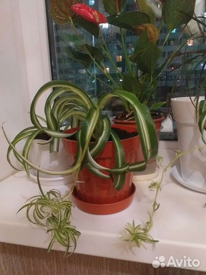 Хлорофитум кудрявый