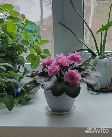 Сортовые фиалки