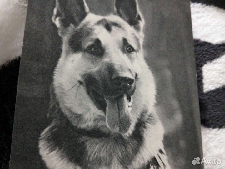 Разные породы собак