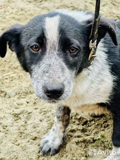 Собака в добрые руки. Кобель. Подросток