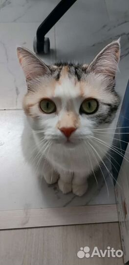 Мура ищет добрые руки