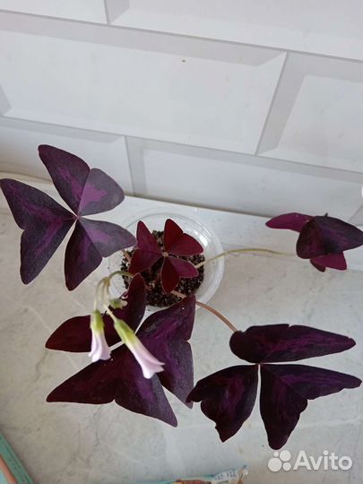 Оксалис, сансевиерия, строманта