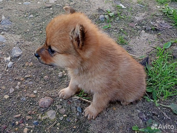 Щенок 1 месяц, девочка