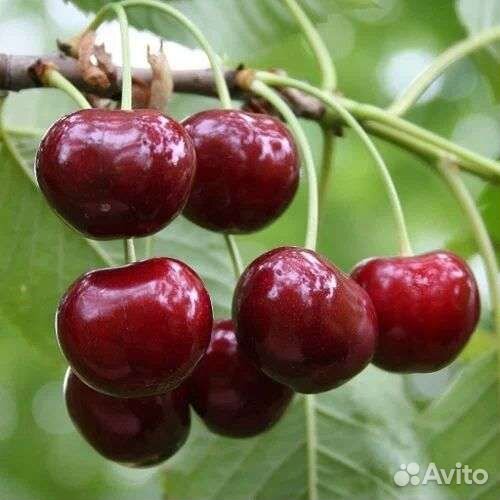 Саденцы плодовых: груши,черешни, яблони, абрикос