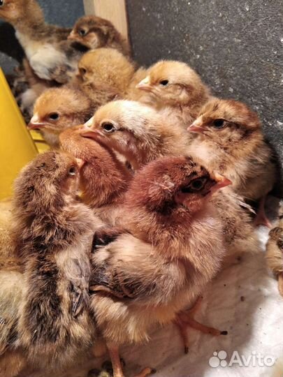 Бройлеры. Индюшата. Цыплята и др. птица