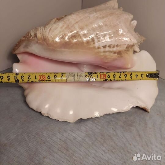 Ракушка огромная