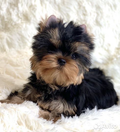 Йоркширский терьер бебифэйс