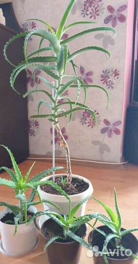 Алоэ пятилетний и детки