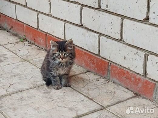Котенок в дорые руки