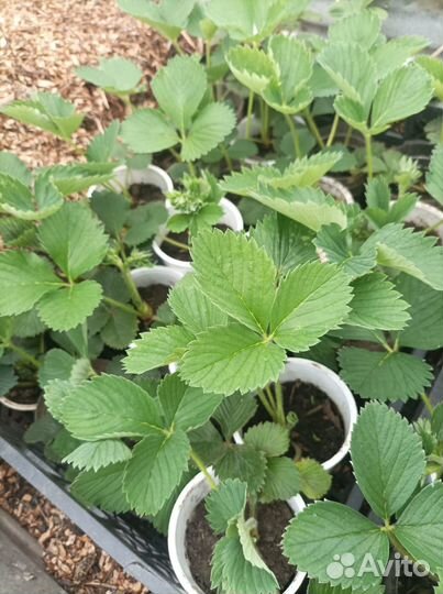 Рассада клубники