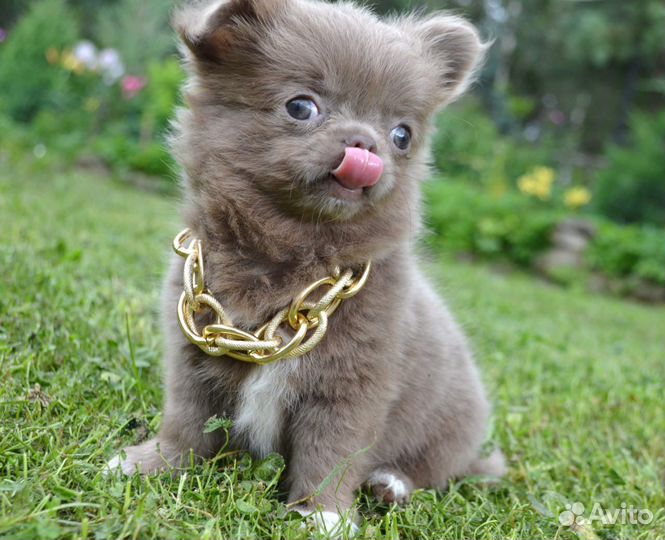 Чудо лиловое