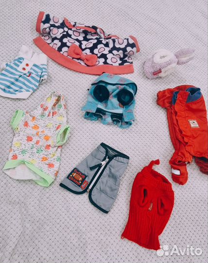 Вещи для собак