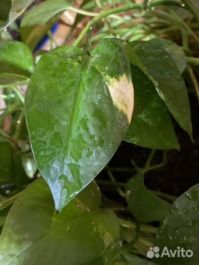 Сциндапсус