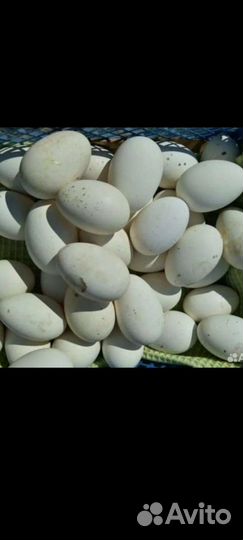 Яйца гусинные (инкубационные)