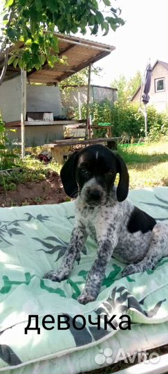 Щенки курцхаара