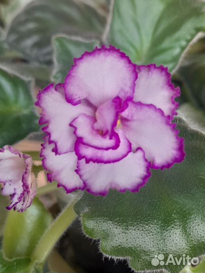 Сортовые фиалки