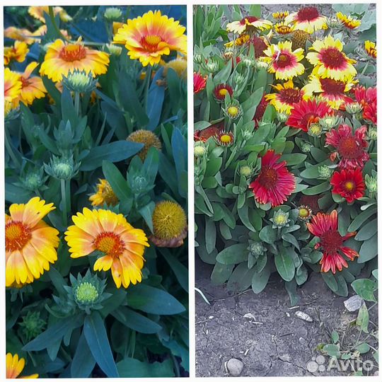 Многолетние садовые растения