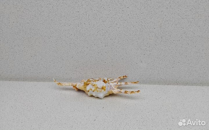 Ламбис Скорпио 12,3 морская ракушка раковина