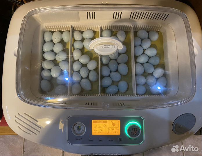 Селадон, Белый Гигант перепела суточные, недельные