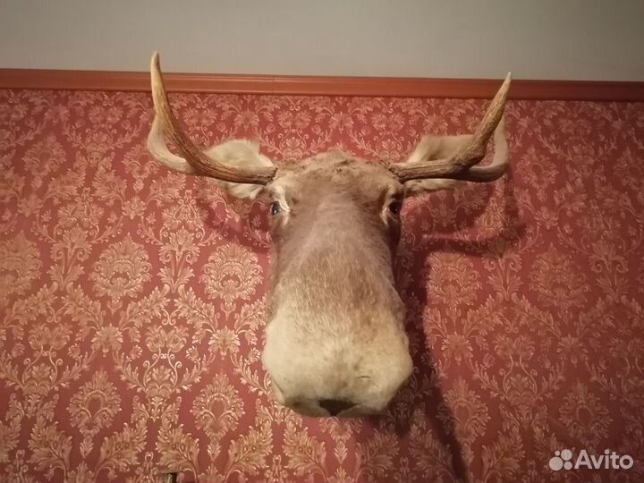 Чучело головы лося