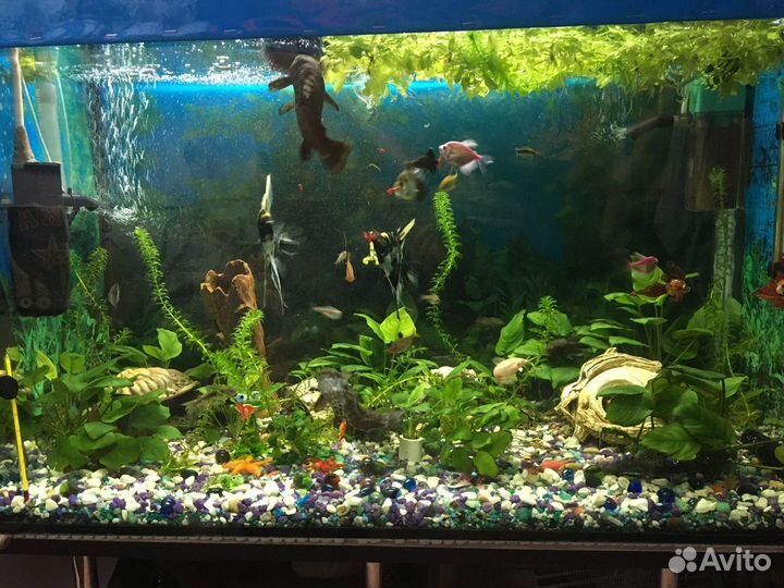 Аквариум 160 л полностью с фильтрами рыбки