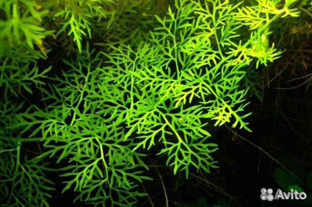 Мхи, папоротники, буцефаландры, креветка, улитка