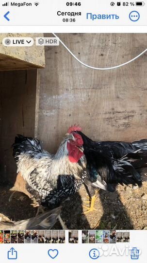 Петухи
