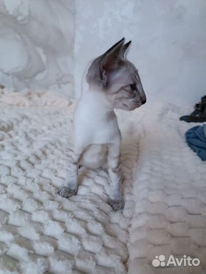 Ориенталка