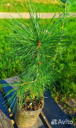 Кедр сибирский