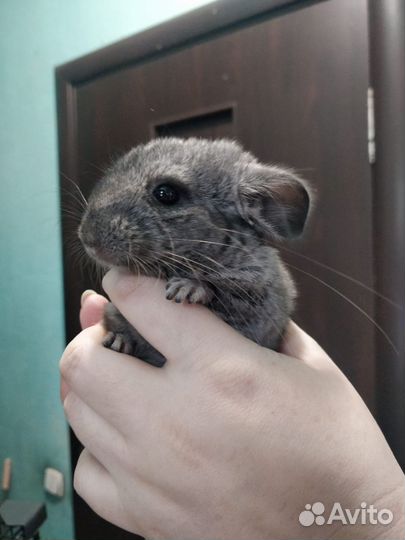 Шиншилла