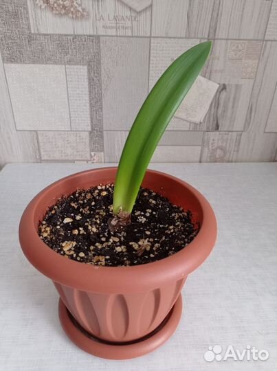 Комнатные растения цветы