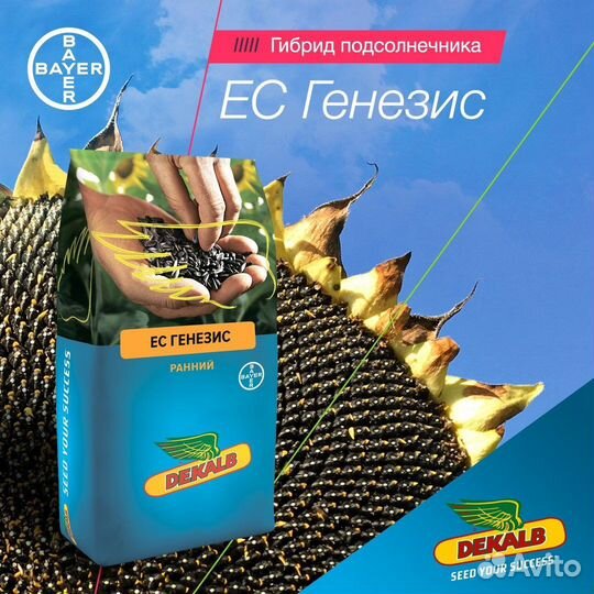 Семена подсолнечника генезис
