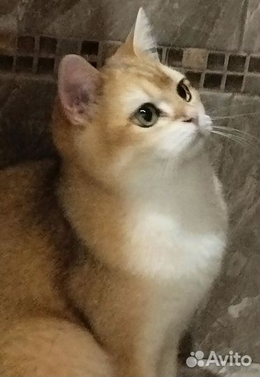 Котята золотая шиншилла