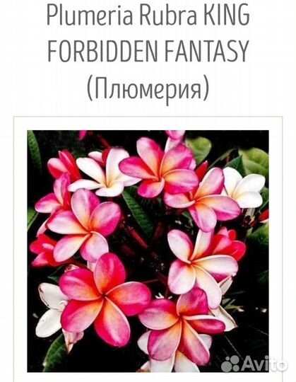 Семена плюмерии