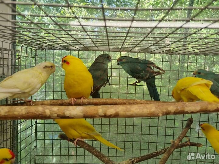 Попугай Какарик 3мес