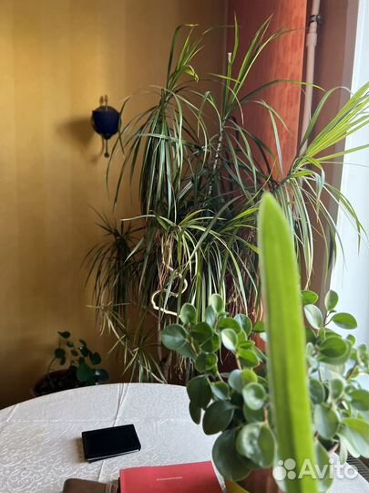 Комнатные растения цветы