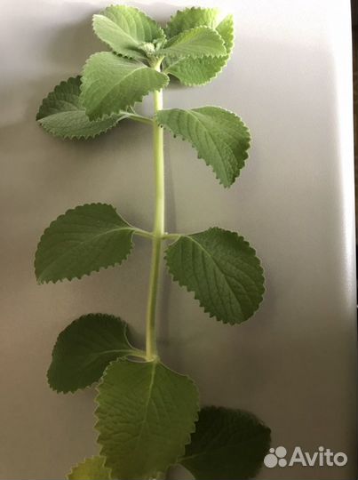 Цветы Мята плектрантус