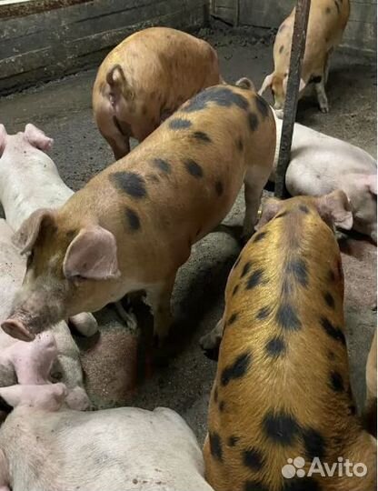 Мясо. Свинина из деревни. Забой, доставка сегодня