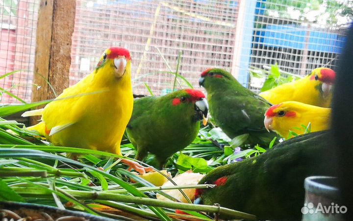 Малышня Какарики